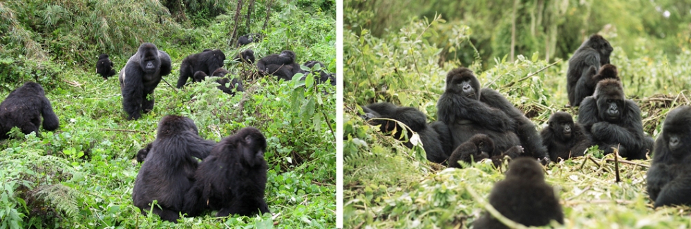 db291-gorilla-families-virunga-volcanoes-rwanda