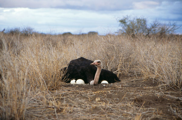 ostrich-male-nest-eggs-14172440