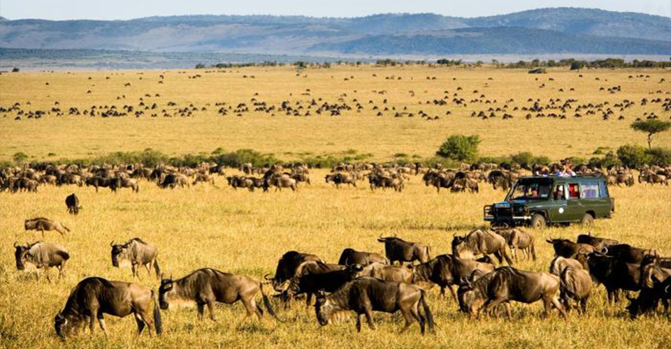 masai mara drives